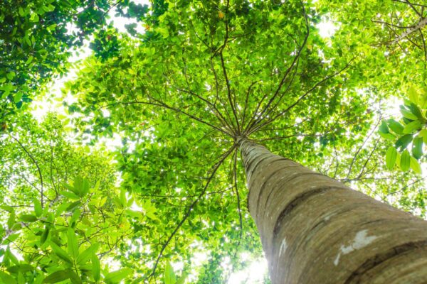 Trees,Can,Help,Offset,The,Buildup,Of,Carbon,Dioxide