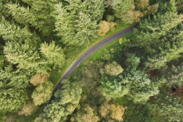 Ariel view of road and forest