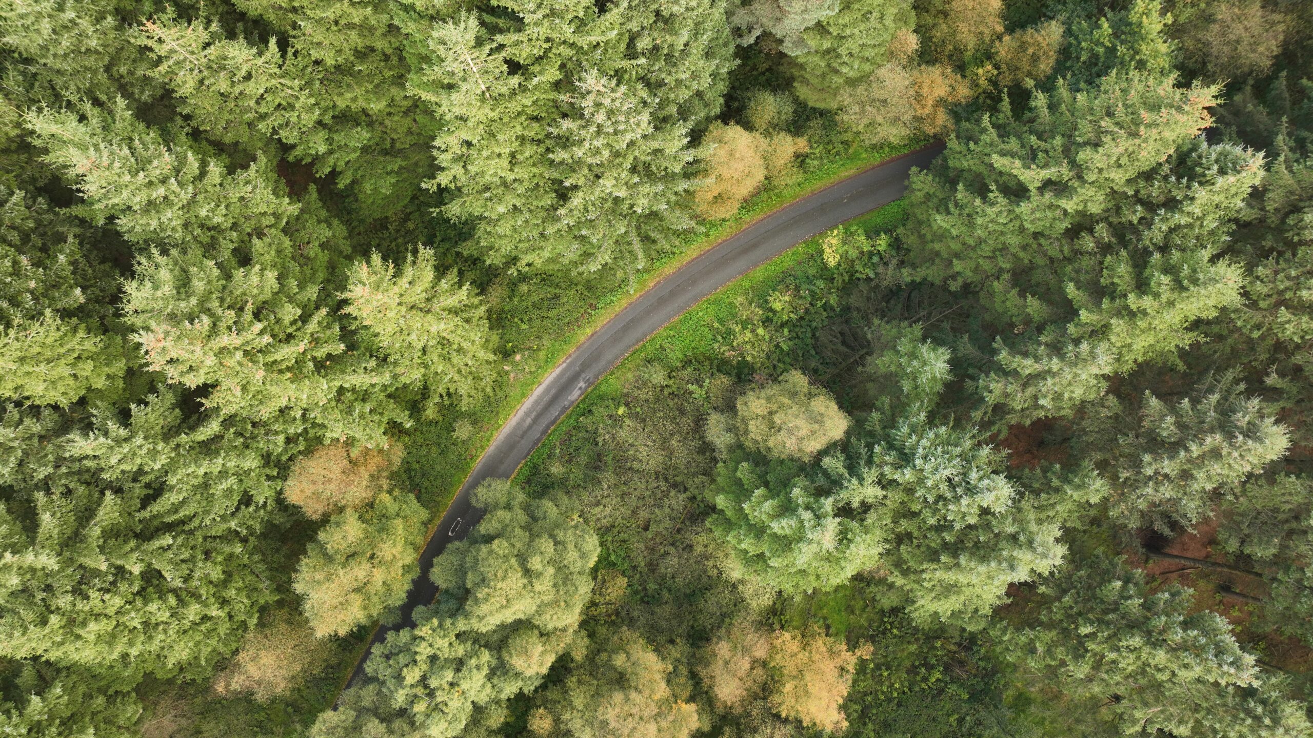 Ariel view of road and forest