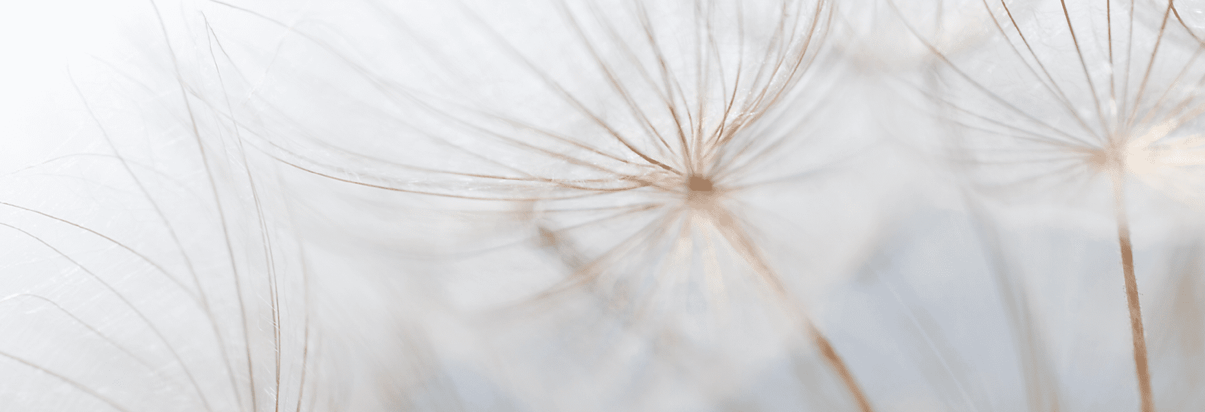 flowers in the wind- macro photography