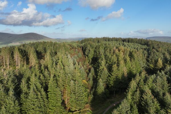 Green forest, ariel view