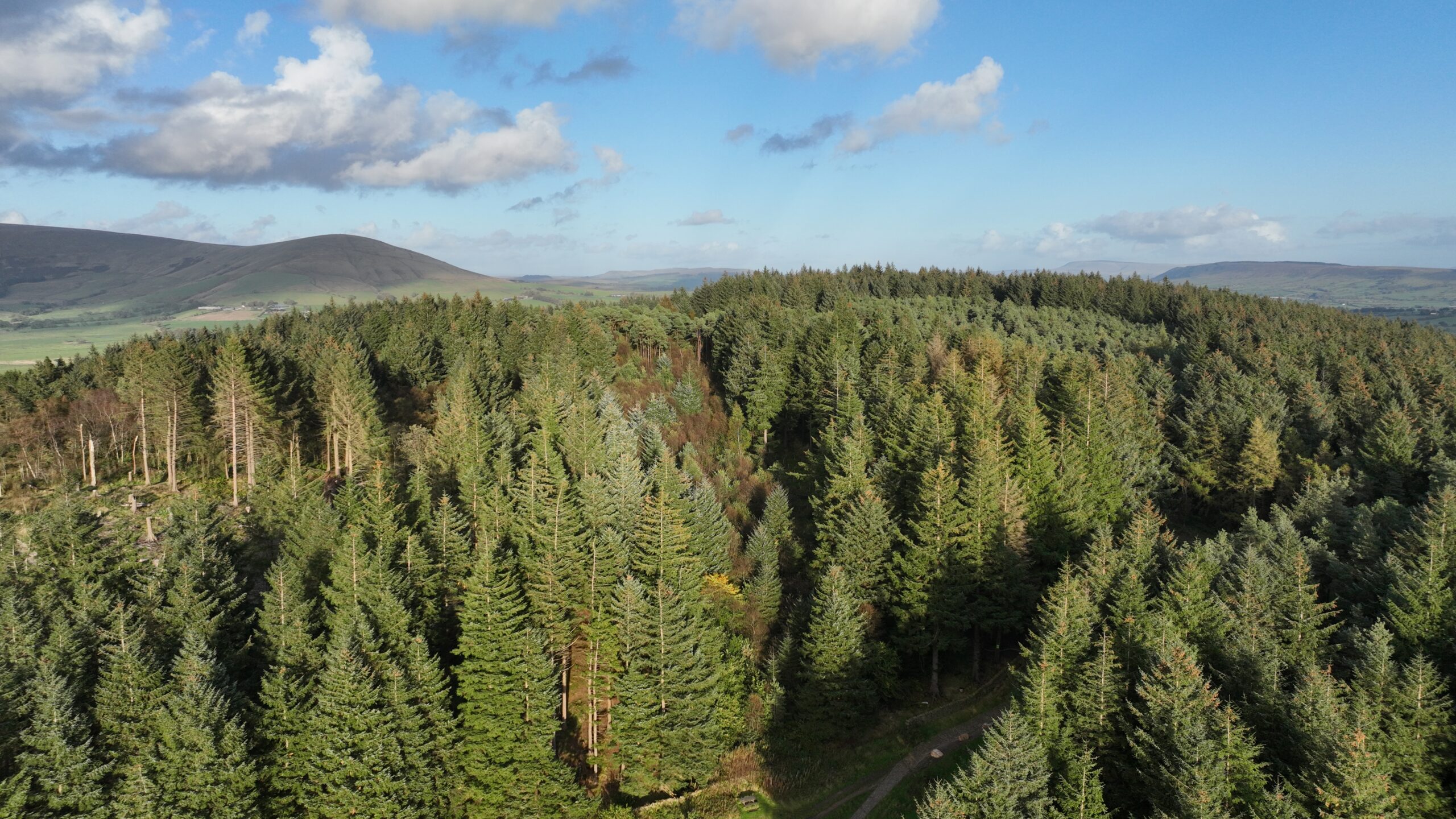 Green forest, ariel view