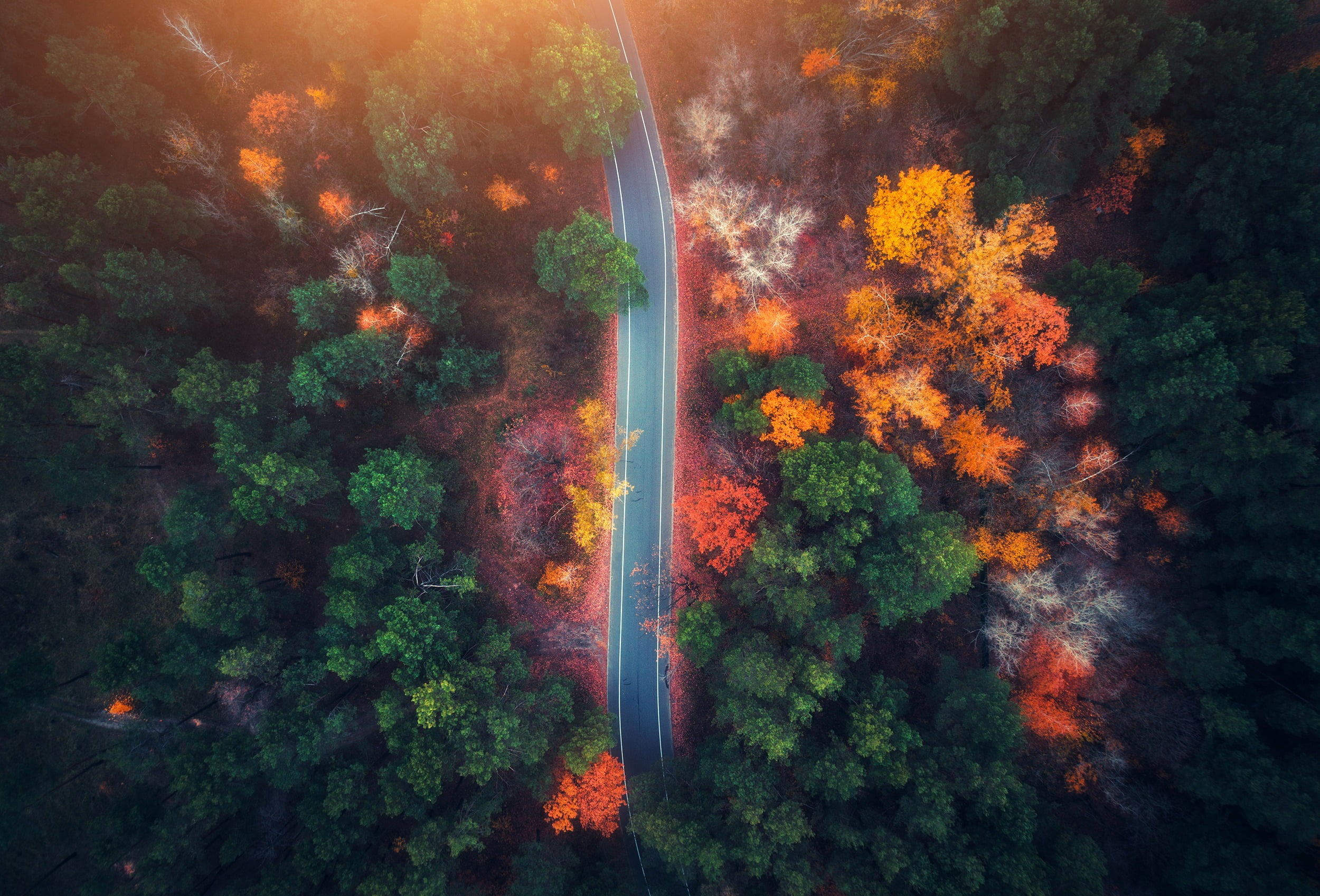 Road running through brightly coloured trees, forest
