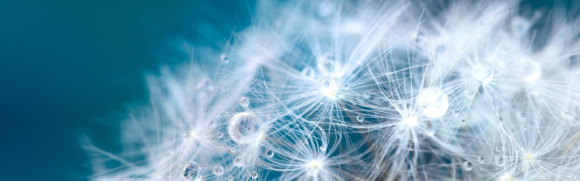 Dandelion image on blue background
