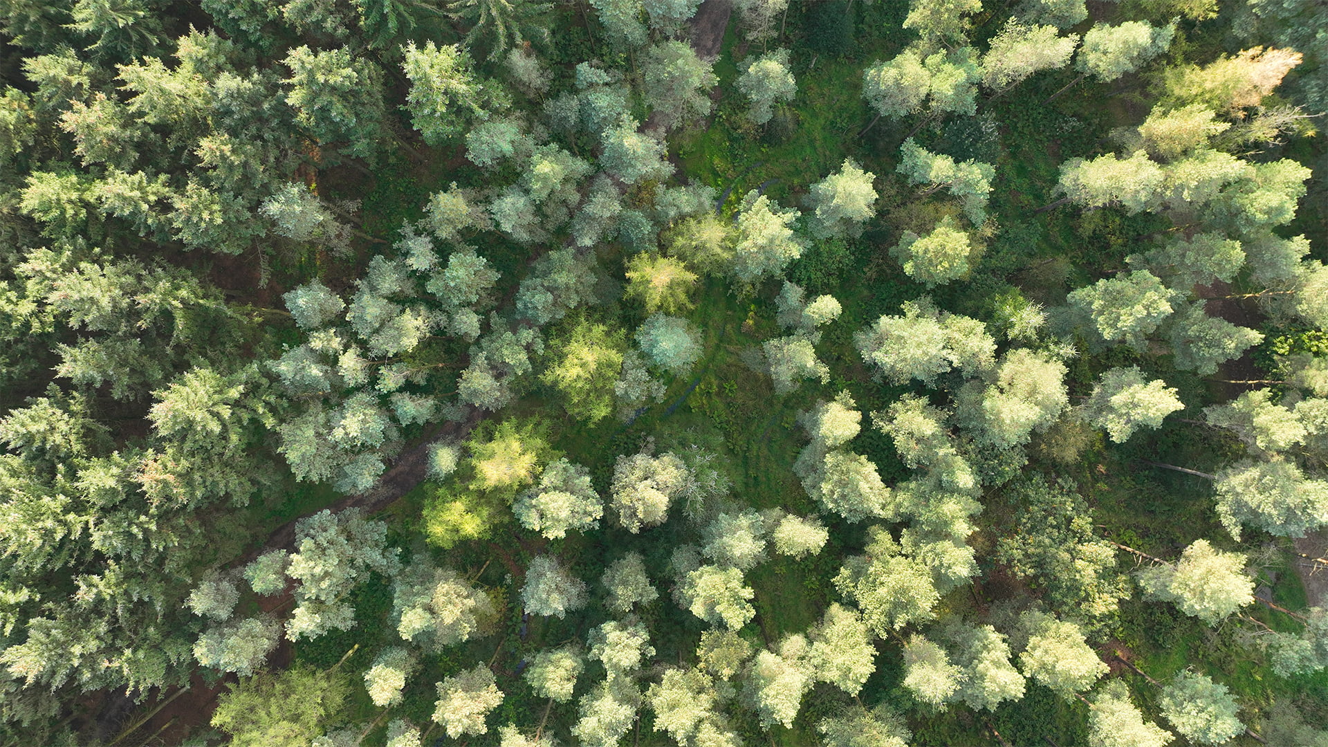trees-aerial-view