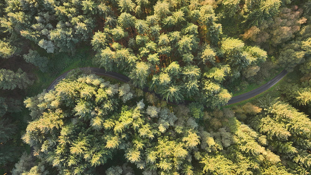 Overhead view of road and trees