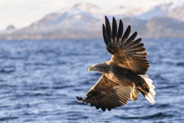 Bird of prey swooping over sea