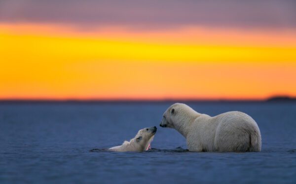 Image for A swimming polar bear cub kissing its mother on ice under sunset
