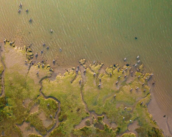 Image for Ariel view of birds, water and land