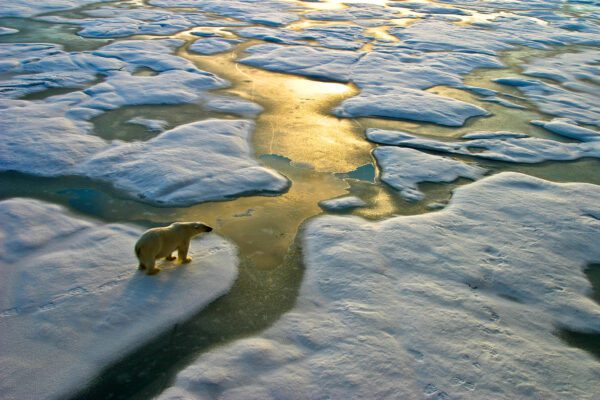 Image for Polar bear on ice close to golden glittering water