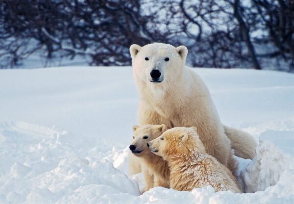 Image for Polar Bear with Cubs