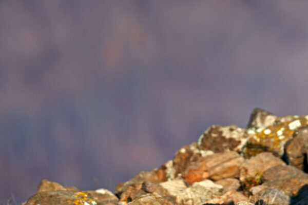 Eastern Rhodope mountain rock