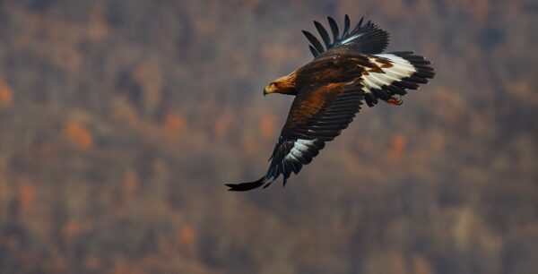 White tailed eagle flying through the Eastern Rhodope mountains