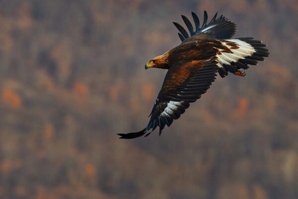 White tailed eagle flying through the Eastern Rhodope mountains