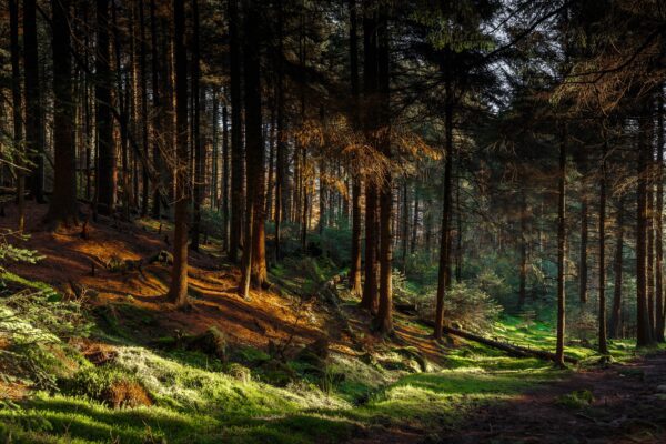 Shutterstock - Woodlands and Trees