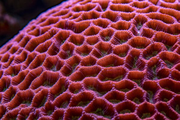 Image for Colored corals in a marine aquarium