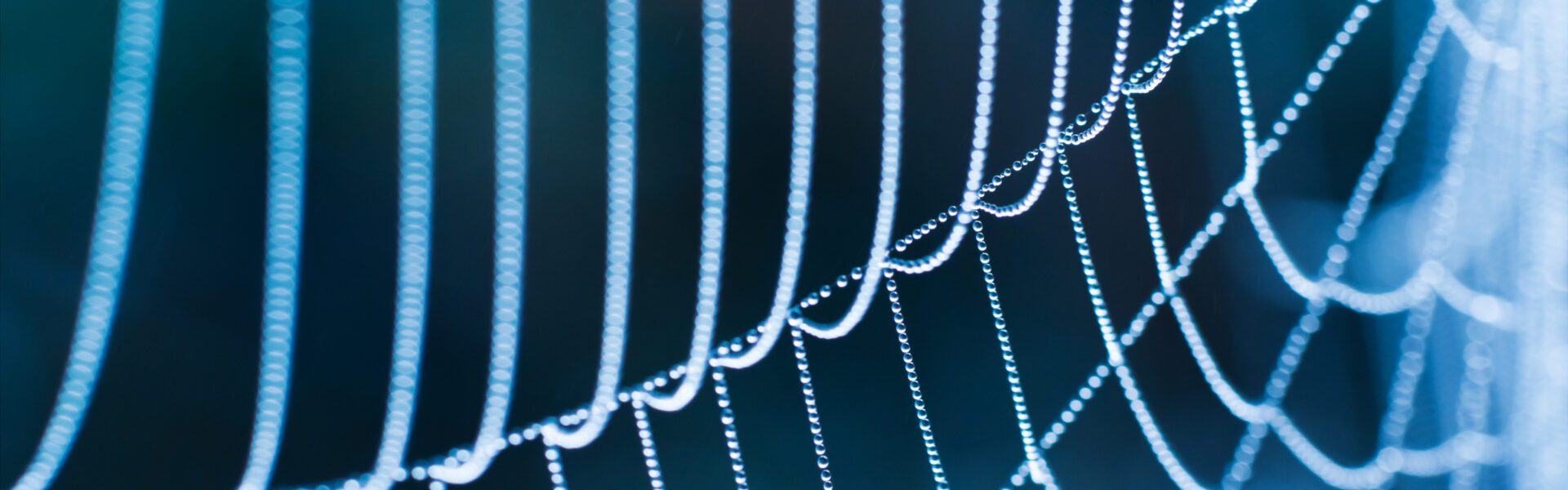 Spider web, close up