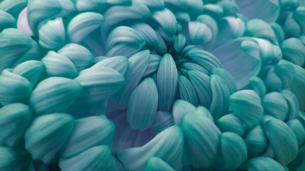 Image for Macro. turquoise-pink chrysanthemum flower.