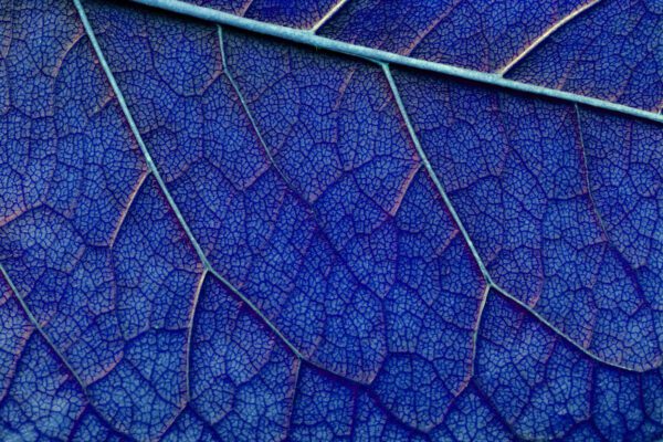 Image for blue abstract macro texture leaf close up