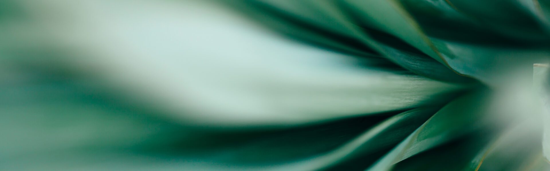 Macro photo of agave leaves.