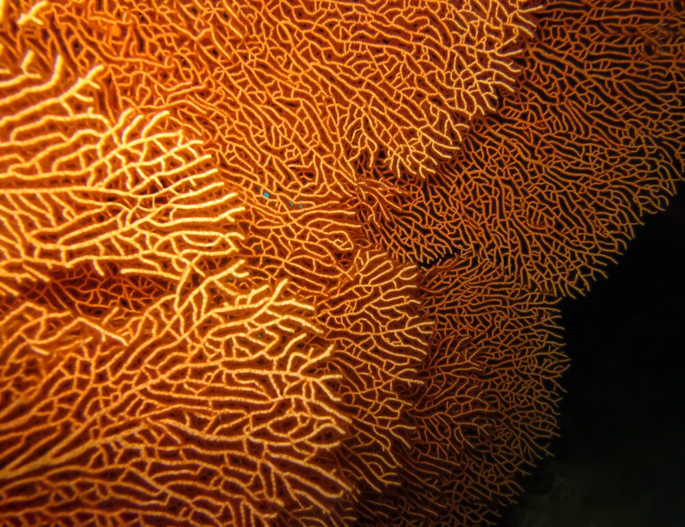 Golden Coral