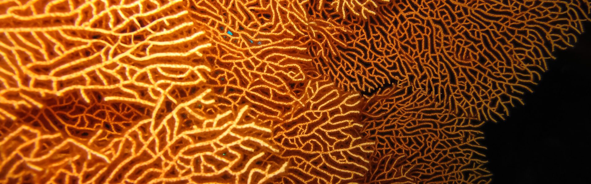 Golden Coral
