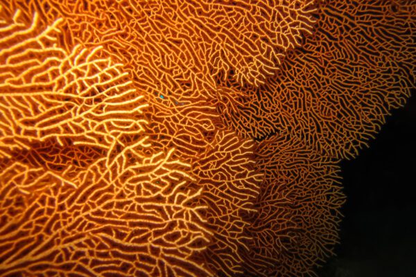Golden Coral