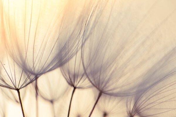 Image for Abstract dandelion flower background.