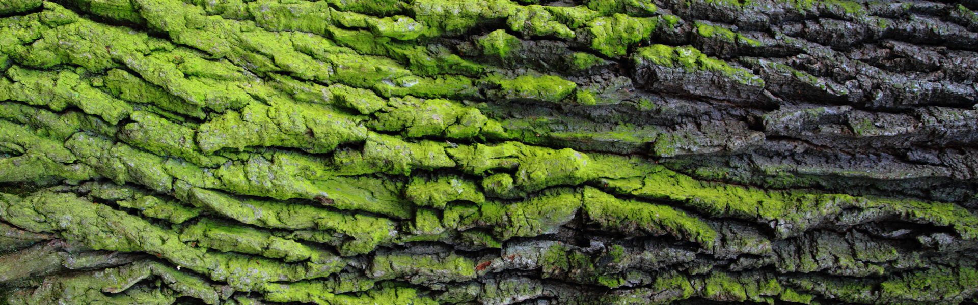 Green bark
