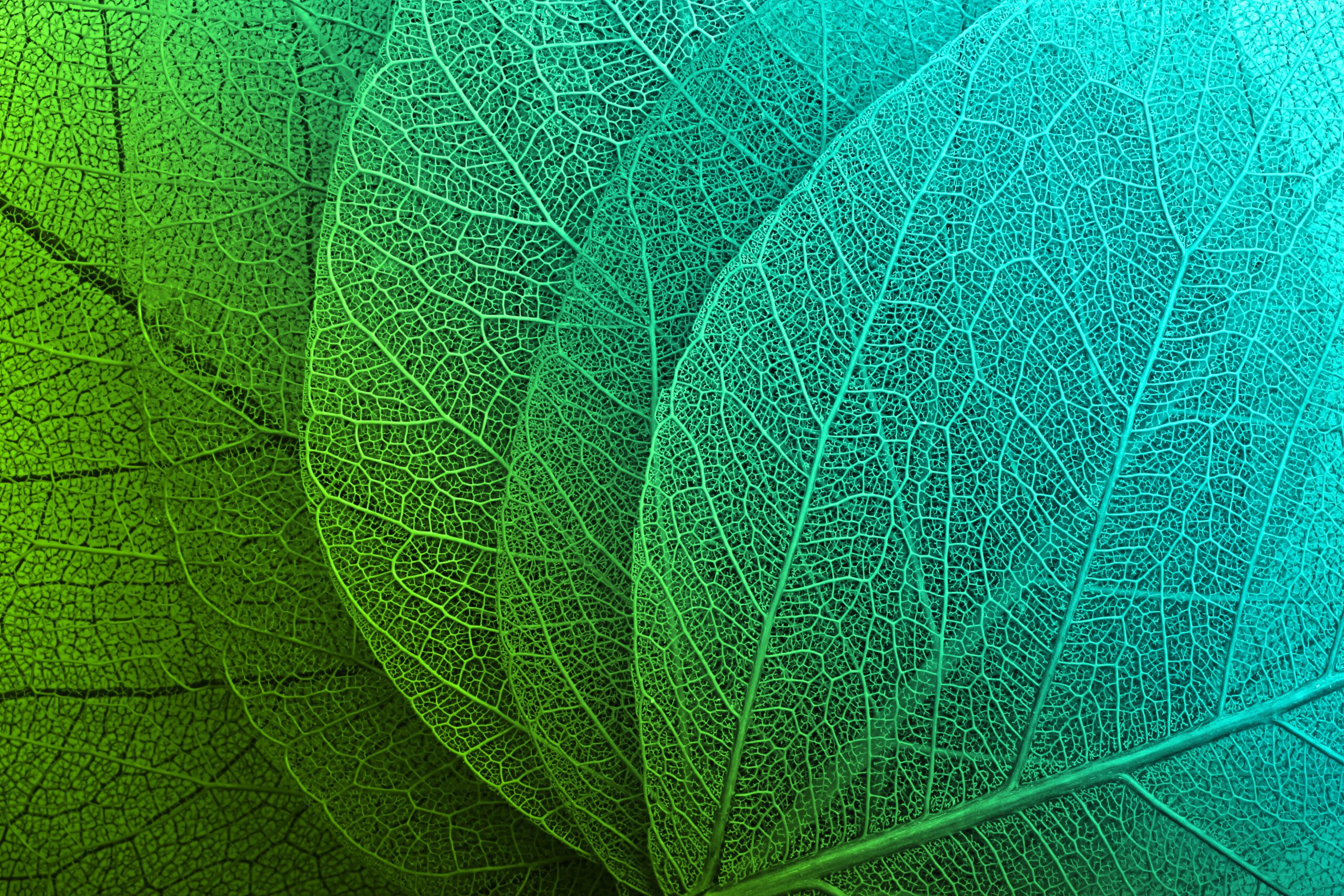Green macro leaves background texture