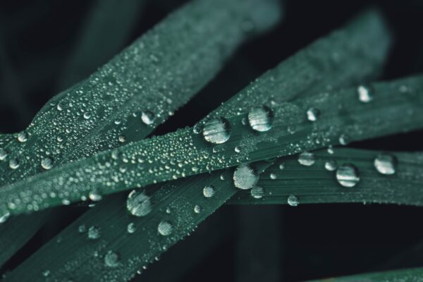 Image for Leaves with water droplets