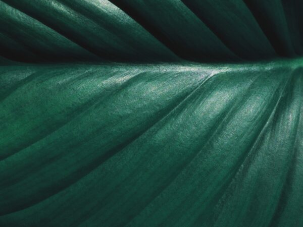 Image for NHS Green Plans