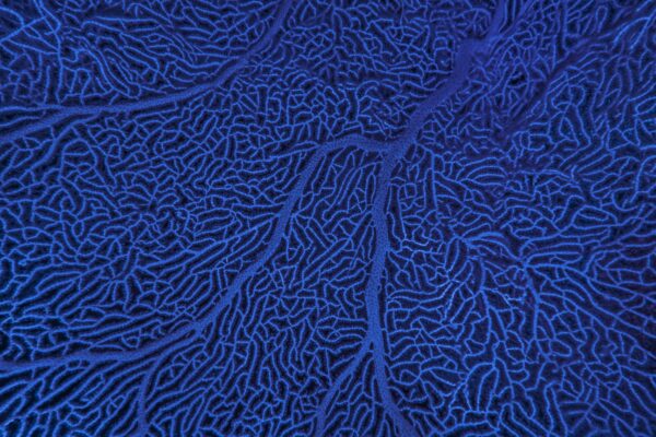 Blue Coral structure