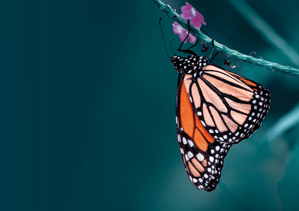 Close up of butterfly