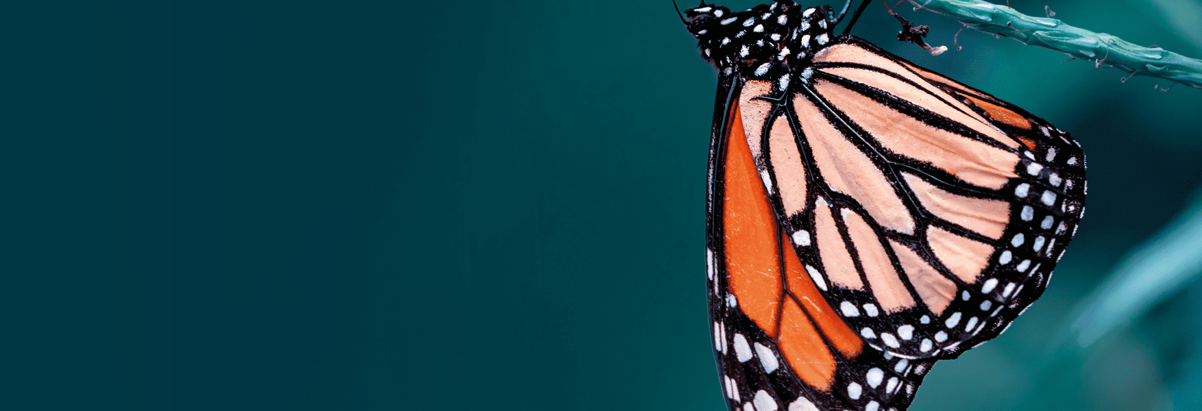 Close up of butterfly