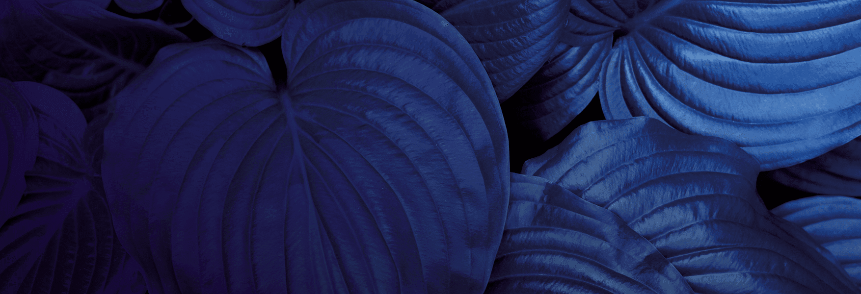 Dark blue macro photography