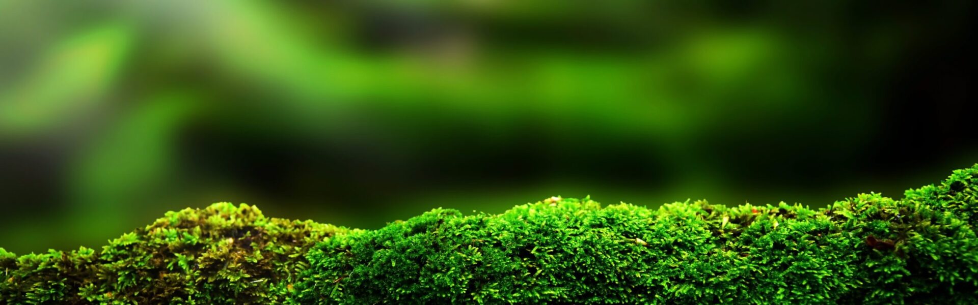 Macro image of green moss