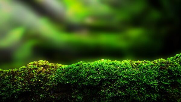 Image for Macro image of green moss