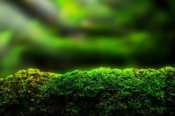 Feature image Macro image of green moss