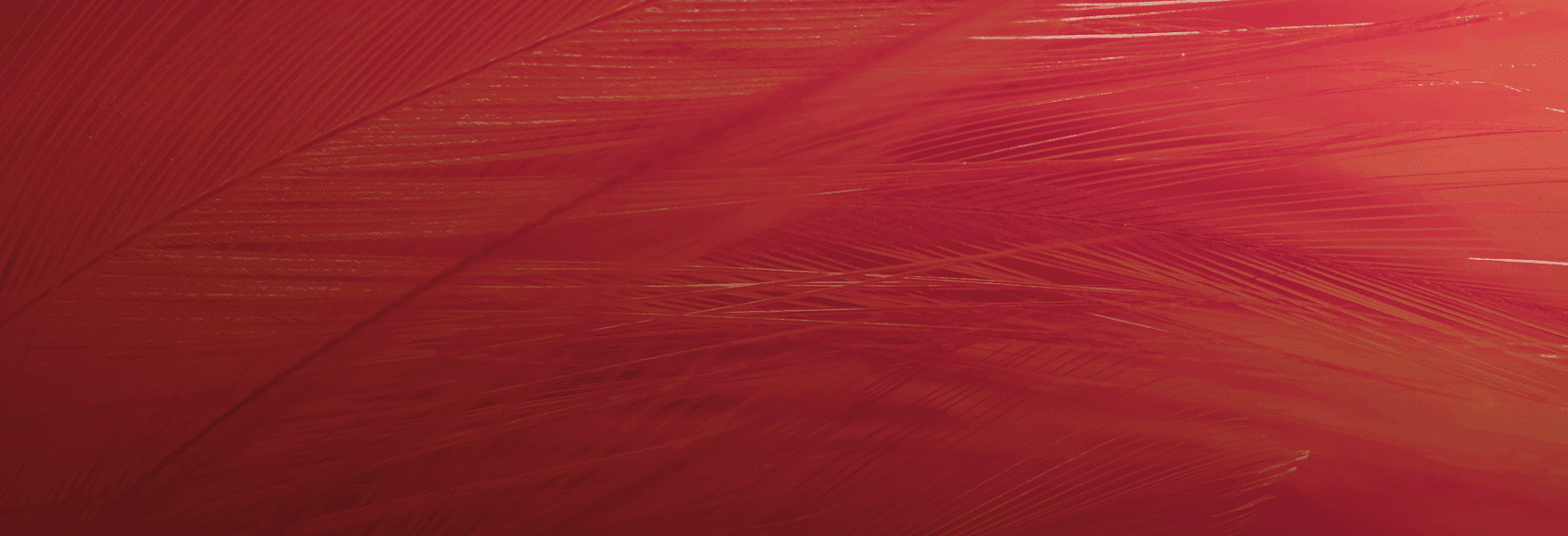 Macro imagery- red leaf