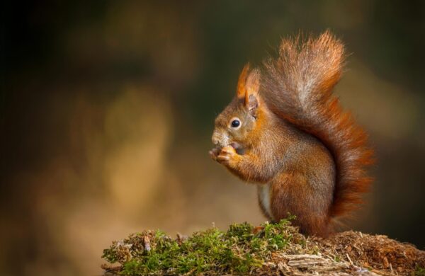 Image for Close up of squirrel eating an acorn