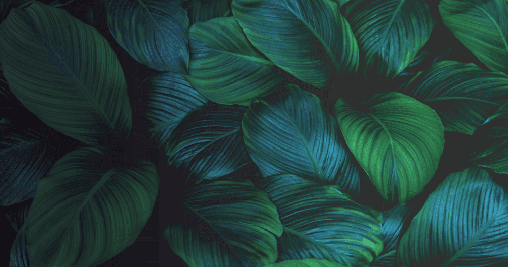 Macro green leaf imagery