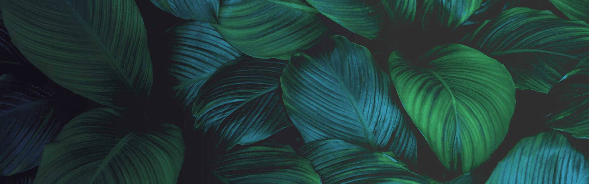 Macro green leaf imagery