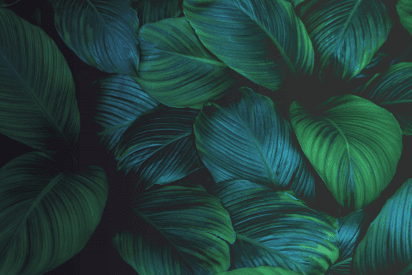 Feature image Macro green leaf imagery