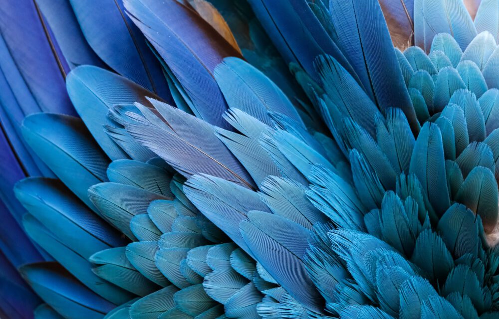 Close up of beautiful bird feathers of Blue and Yellow Macaw