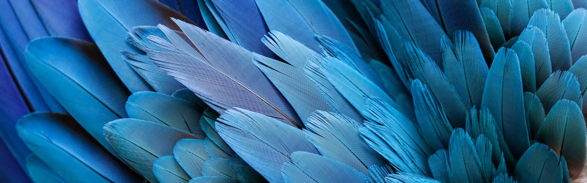 Close up of beautiful bird feathers of Blue and Yellow Macaw