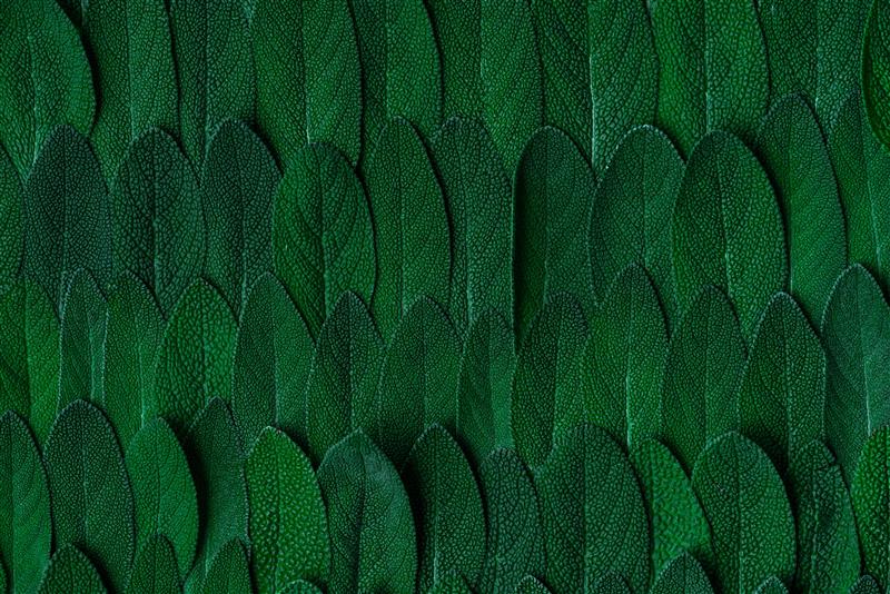 Dark green leaves