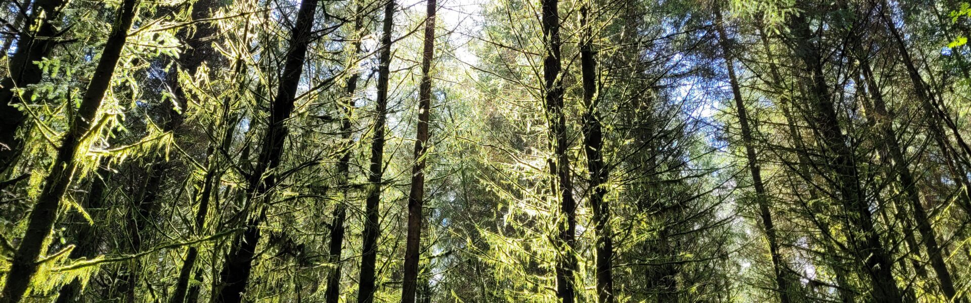 A woodland filled with tall, narrow green tress