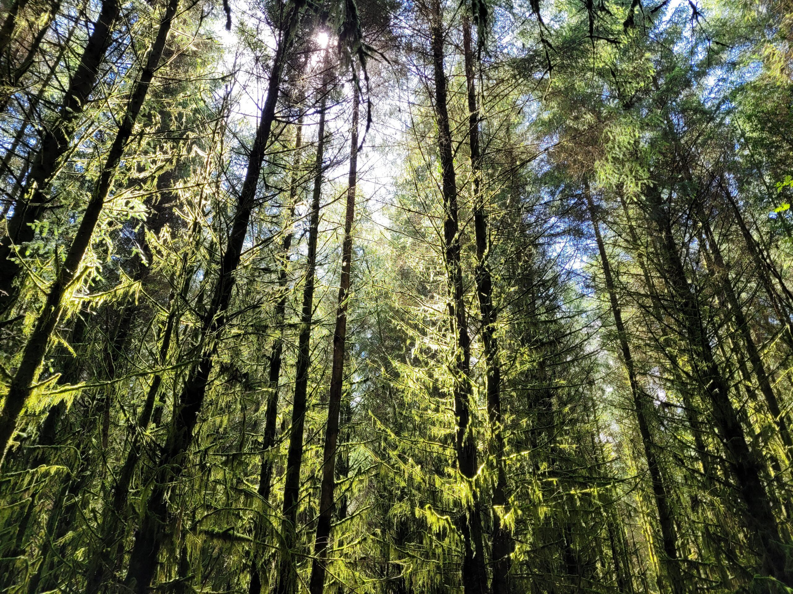 A woodland filled with tall, narrow green tress