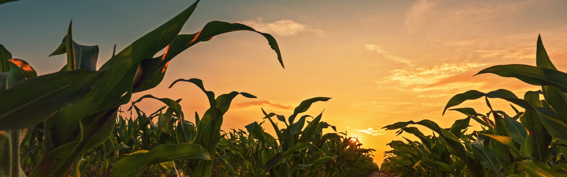 Corn field in sunset. Young green maize crop plants growing on farmland.